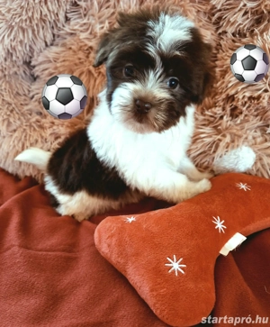 Törzskönyvezett szülöktől álomszép havanese kiskutyusok - kép 4