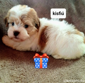 Törzskönyvezett szülöktől álomszép havanese kiskutyusok - kép 2