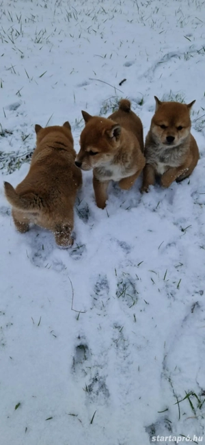 Shiba inu babák - kép 2
