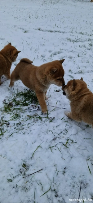 Shiba inu babák - kép 3