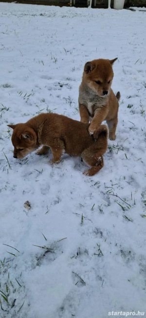Shiba inu babák - kép 4