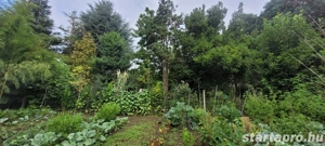 Gyönyörű kert közepén családi ház eladó - kép 14