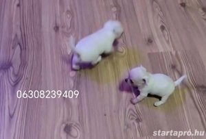 Eladó Minni csivava kislányok