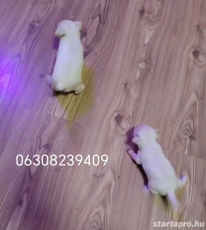 Eladó Minni csivava kislányok - kép 3