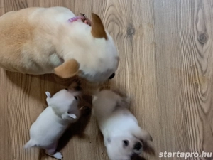 Eladó Minni csivava kislányok - kép 5