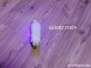 Eladó Minni csivava kislányok - kép 2