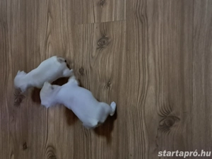 Eladó Minni csivava kislányok - kép 4