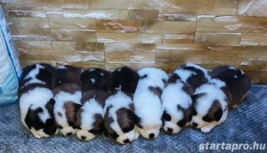 Eladó Bernáthegyi kiskutyák - kép 2