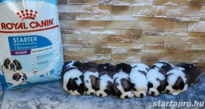 Eladó Bernáthegyi kiskutyák