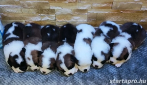 Eladó Bernáthegyi kiskutyák - kép 3