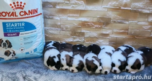 Eladó Bernáthegyi kiskutyák - kép 4