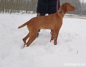 Szarvasgomba kereső kutya keresi munkatársát! - kép 3