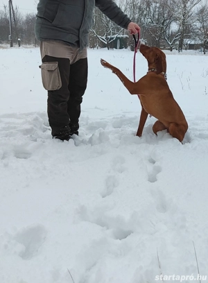 Szarvasgomba kereső kutya keresi munkatársát! - kép 2