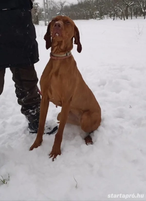 Szarvasgomba kereső kutya keresi munkatársát!