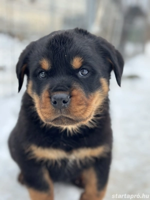 Rottweiler kiskutyák törzskönyvezett szülőktől.