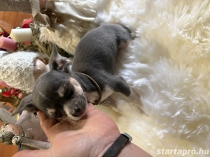 kék színű Csivava kislány