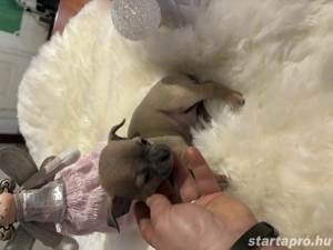 csivava kisfiu - kép 3