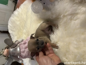 csivava kisfiu - kép 4