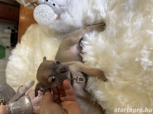 csivava kisfiu - kép 2