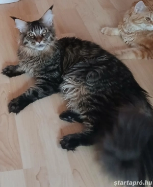 Maine Coon kandúr költözne. - kép 2