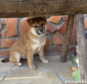 Shiba inu kislány gazdiját keresi  - kép 4