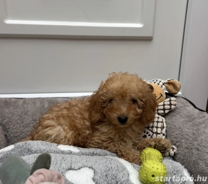 Törpe uszkár kisfiú gazdisodna  - kép 4