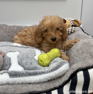 Törpe uszkár kisfiú gazdisodna  - kép 3