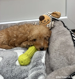 Törpe uszkár kisfiú gazdisodna  - kép 5