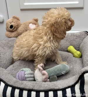 Törpe uszkár kisfiú gazdiját várja  - kép 2