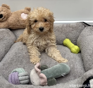 Törpe uszkár kisfiú gazdiját várja  - kép 3