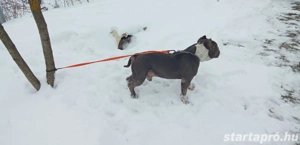 American Bully kan fedez - kép 2