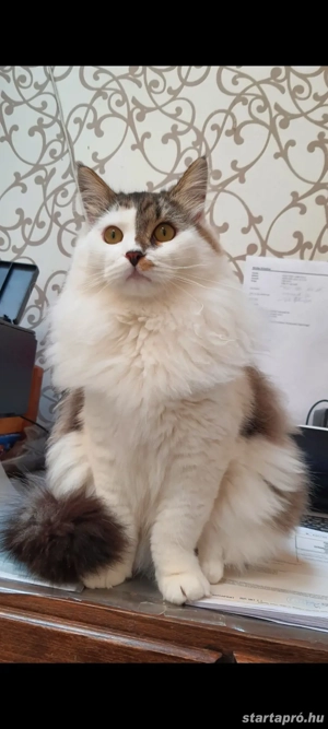 Törzskönyvezett szibériai kiscica eladó 