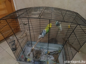 4 papagály+kalitka - kép 3