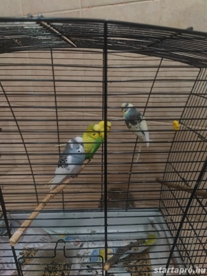 4 papagály+kalitka - kép 2