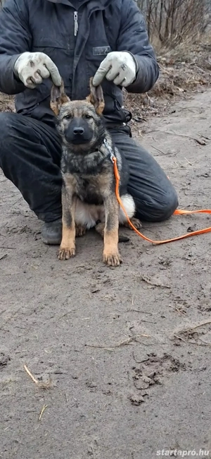 Német juhász belga mali mix munkavonalú szuka kölyök kiskutya eladó - kép 3