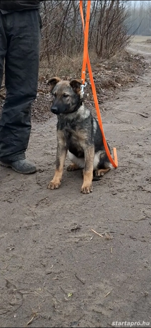 Német juhász belga mali mix munkavonalú szuka kölyök kiskutya eladó - kép 4