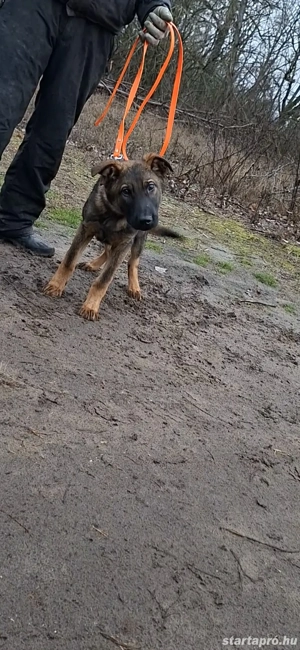 Német juhász belga mali mix kan kölyök kiskutya eladó - kép 2