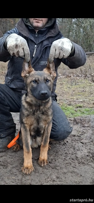 Német juhász belga mali mix kan kölyök kiskutya eladó - kép 3
