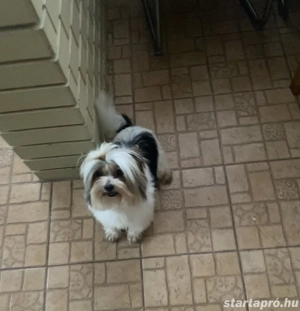 Biewe yorkshire terrier kan - kép 4