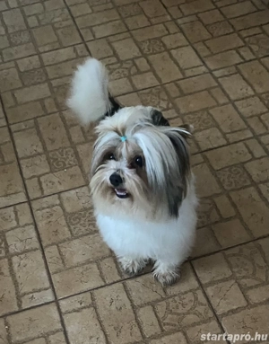 Biewe yorkshire terrier kan - kép 6