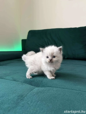 Ragdoll kiscicák eladók  - kép 2
