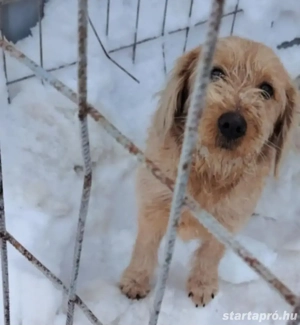 Jászladányi ebrendészeti telep gazdakeresői - kép 9