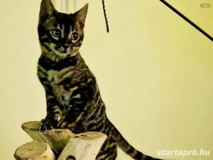 5 hónapos kettő gyönyörű lány kiscica  - kép 2