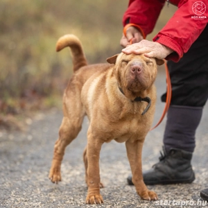 Jackson gazdit keres :) - kép 2