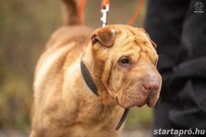 Jackson gazdit keres :) - kép 3