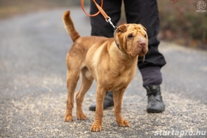 Jackson gazdit keres :) - kép 5