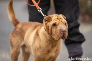 Jackson gazdit keres :) - kép 4