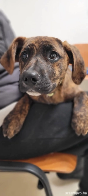 Bali kutyus gazdira vár - kép 2