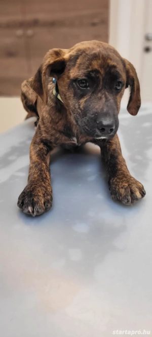 Bali kutyus gazdira vár - kép 4