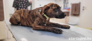 Bali kutyus gazdira vár - kép 5